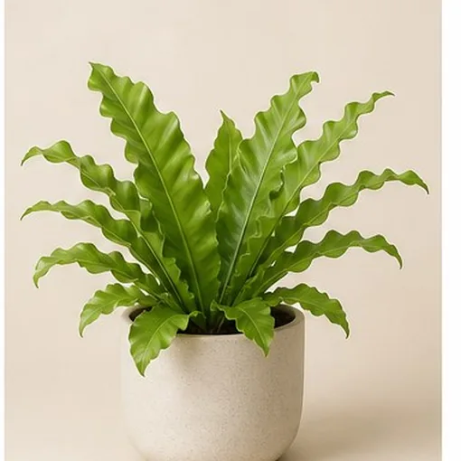 Bird's Nest Fern — 24 cm Pot